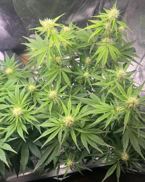 Apple Fritter Auto. Week 7