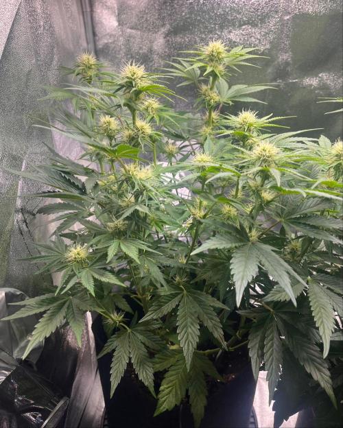 Apple Fritter Auto. Week 7