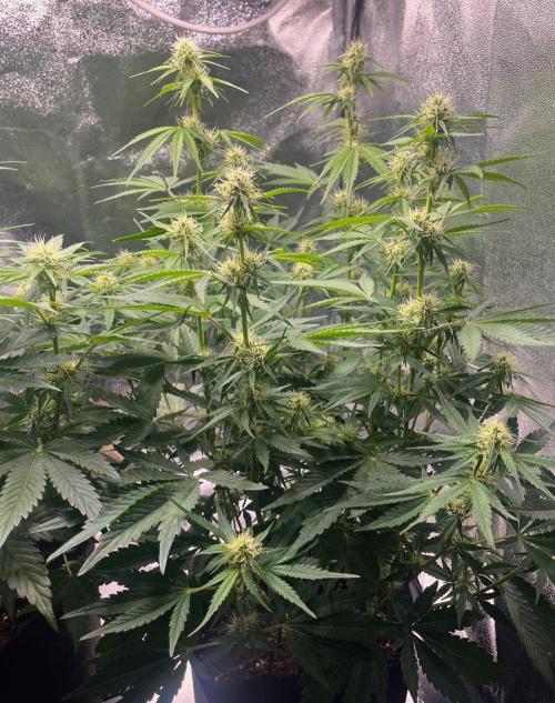 Apple Fritter Auto. Week 7