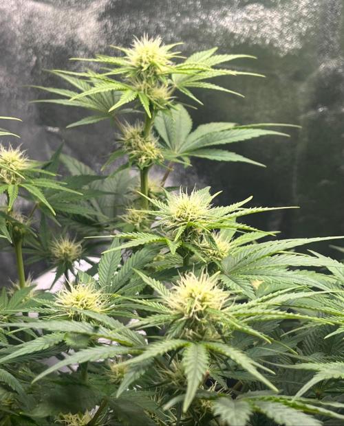 Apple Fritter Auto. Week 7