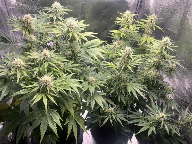Apple Fritter Auto. Week 8