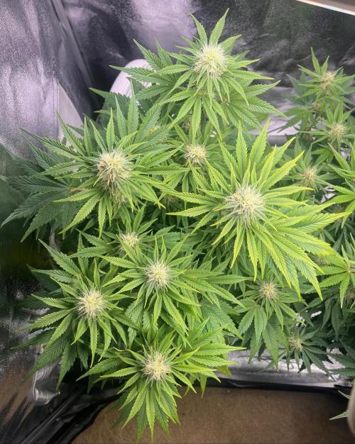 Apple Fritter Auto. Week 8