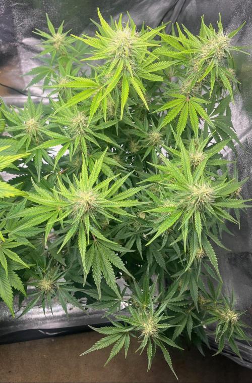 Apple Fritter Auto. Week 8