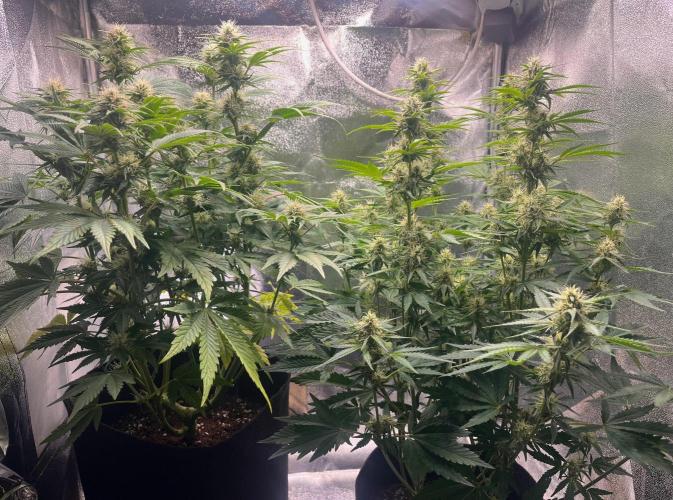 Apple Fritter Auto. Week 8
