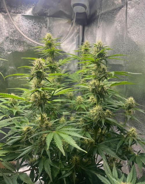 Apple Fritter Auto. Week 8