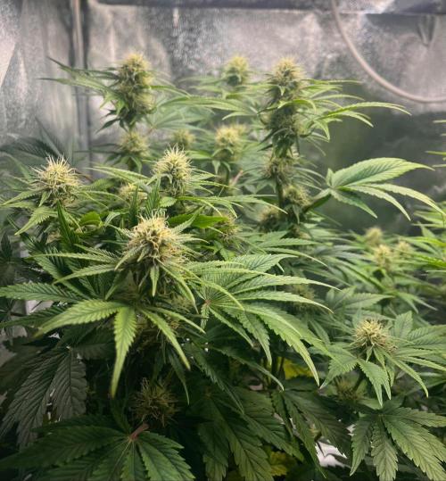 Apple Fritter Auto. Week 8