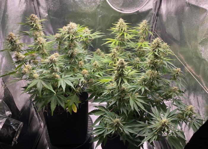 Apple Fritter Auto. Week 9