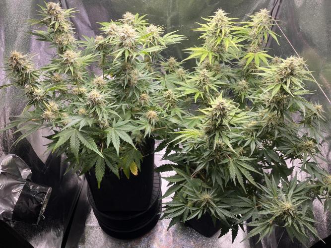 Apple Fritter Auto. Week 9