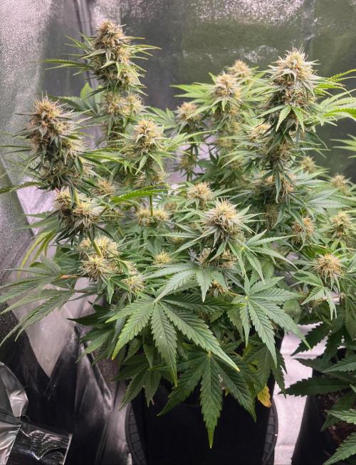Apple Fritter Auto. Week 9