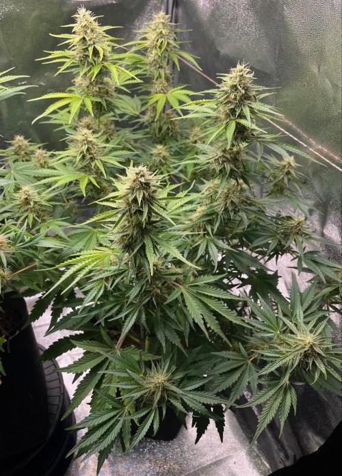 Apple Fritter Auto. Week 9
