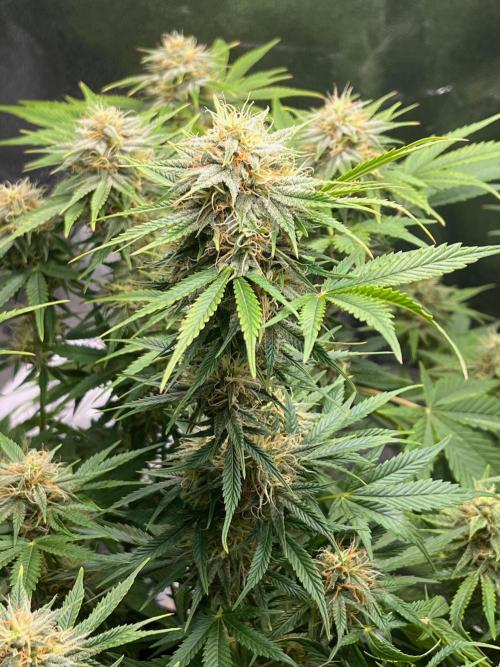 Apple Fritter Auto. Week 9