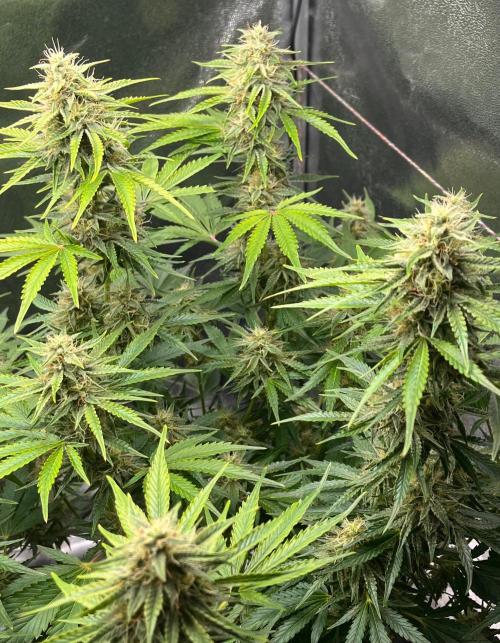 Apple Fritter Auto. Week 9