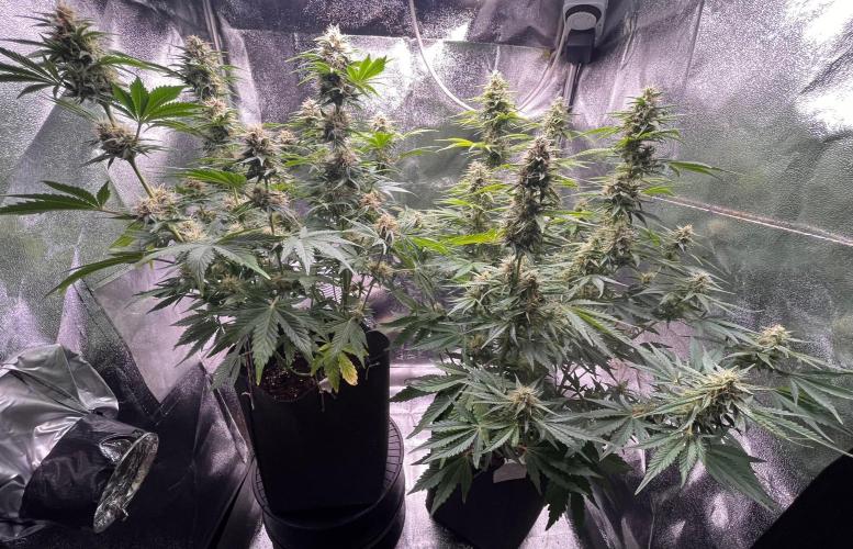 Apple Fritter Auto. Week 9