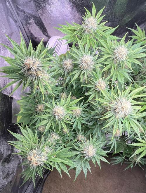 Apple Fritter Auto. Week 9