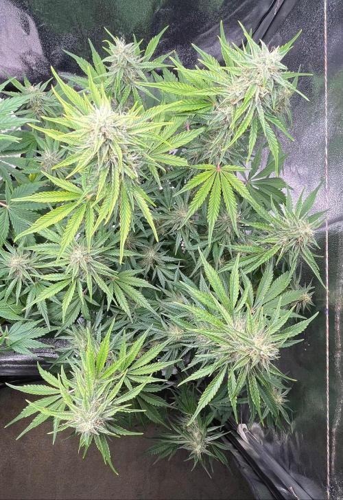 Apple Fritter Auto. Week 9