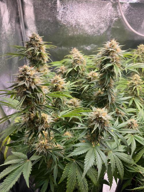 Apple Fritter Auto. Week 10