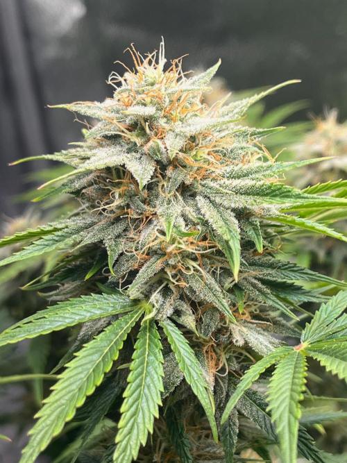 Apple Fritter Auto. Week 10