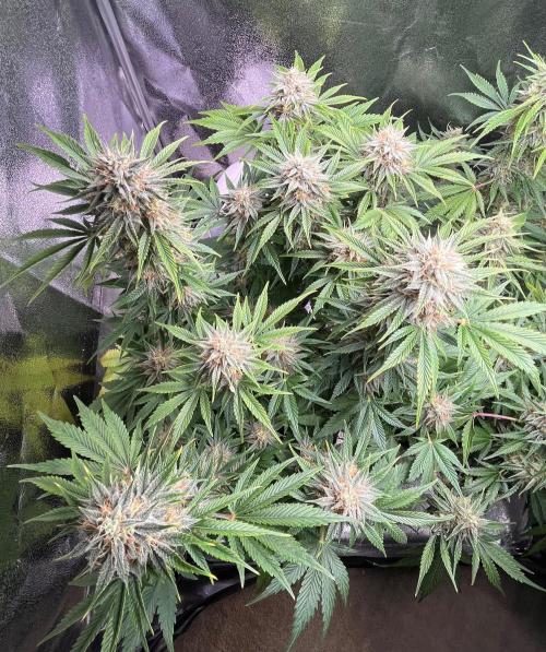 Apple Fritter Auto. Week 10