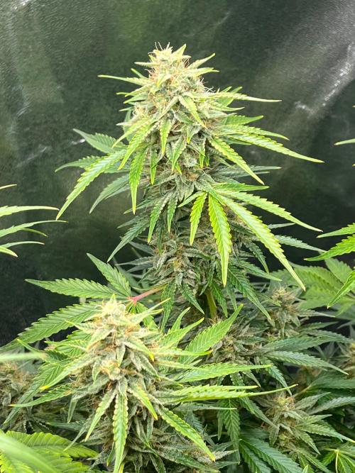 Apple Fritter Auto. Week 10