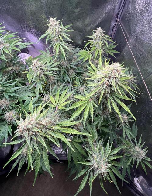 Apple Fritter Auto. Week 10