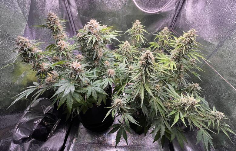 Apple Fritter Auto. Week 10