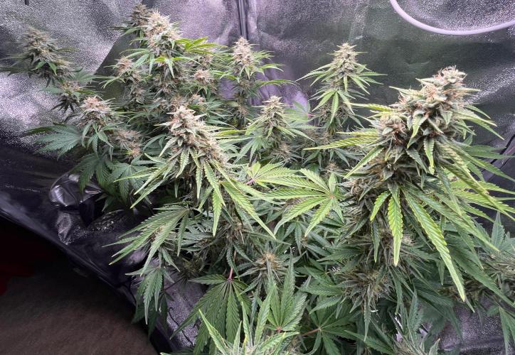 Apple Fritter Auto. Week 10
