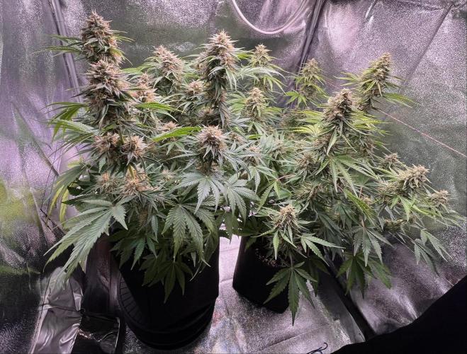 Apple Fritter Auto. Week 10