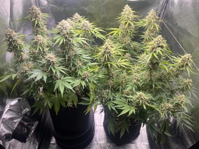Apple Fritter Auto. Week 11