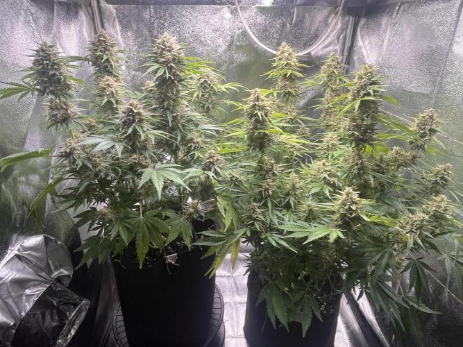 Apple Fritter Auto. Week 11