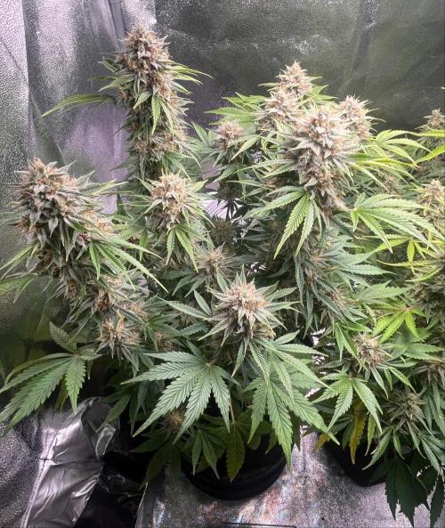 Apple Fritter Auto. Week 11