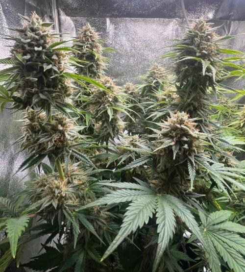 Apple Fritter Auto. Week 11