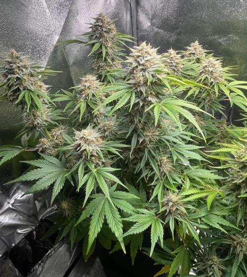 Apple Fritter Auto. Week 11