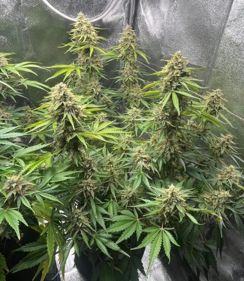 Apple Fritter Auto. Week 11