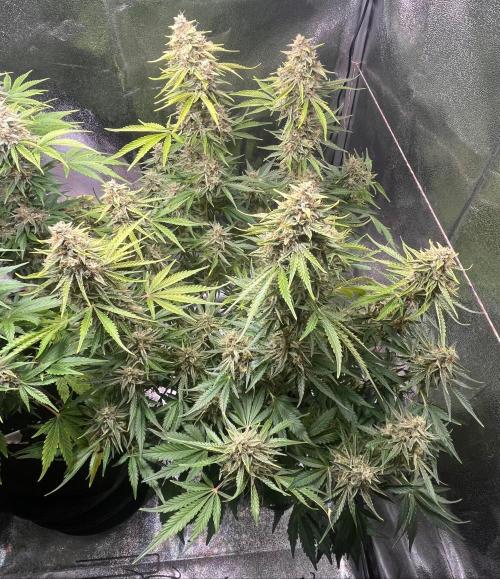 Apple Fritter Auto. Week 11