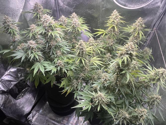 Apple Fritter Auto. Week 11