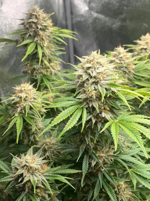 Apple Fritter Auto. Week 11