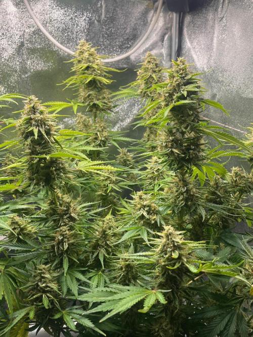 Apple Fritter Auto. Week 11