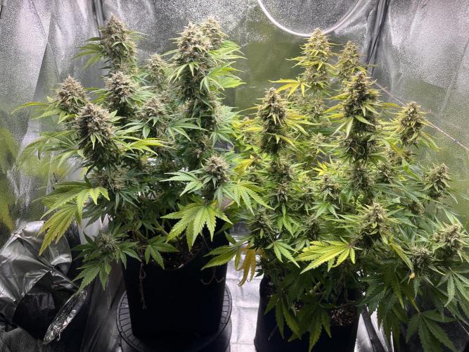 Apple Fritter Auto. Week 12