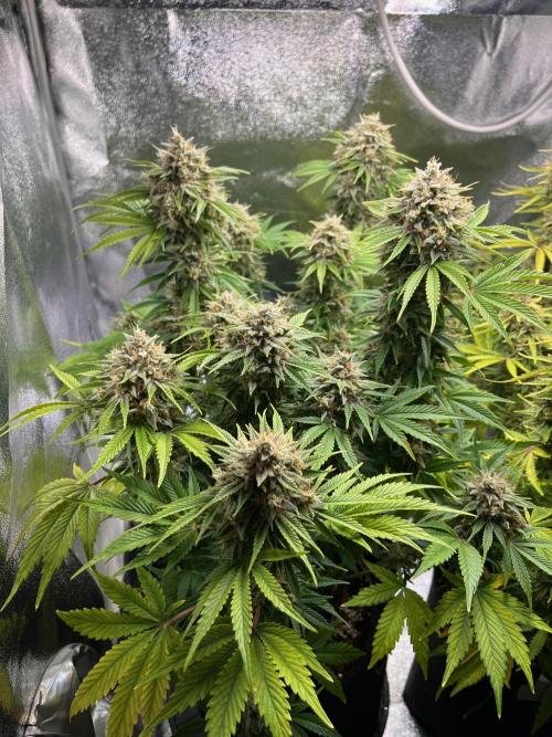 Apple Fritter Auto. Week 12