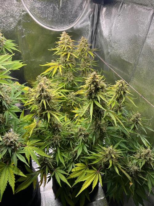 Apple Fritter Auto. Week 12
