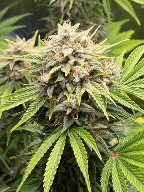 Apple Fritter Auto. Week 12