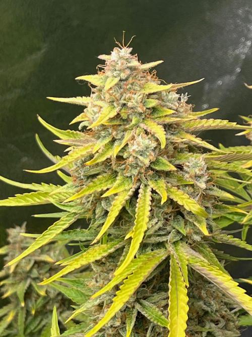 Apple Fritter Auto. Week 12