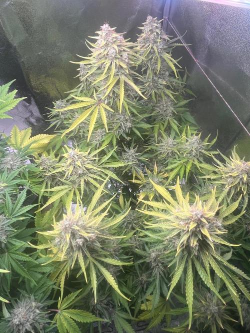 Apple Fritter Auto. Week 12