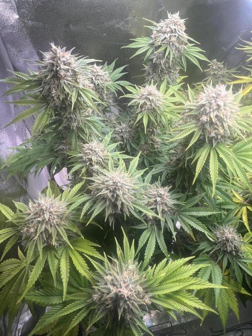 Apple Fritter Auto. Week 12