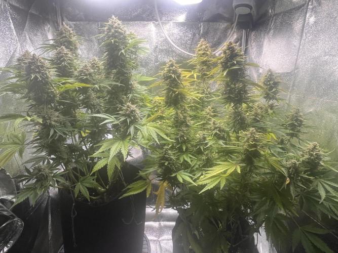 Apple Fritter Auto. Week 12
