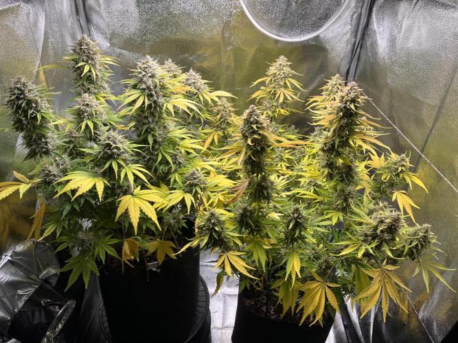 Apple Fritter Auto. Week 13