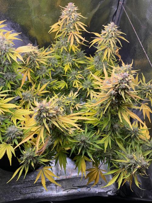 Apple Fritter Auto. Week 13