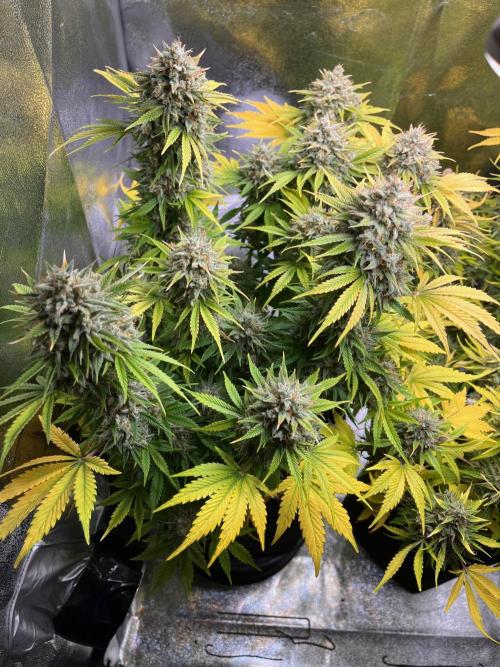 Apple Fritter Auto. Week 13