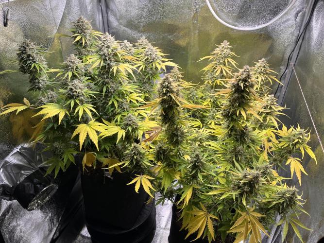Apple Fritter Auto. Week 13