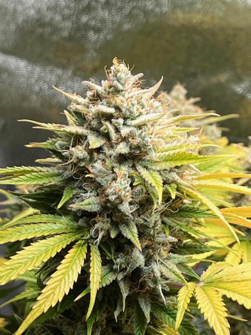 Apple Fritter Auto. Week 13